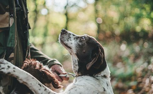 Planning is everything: How to get the perfect hunting dog into your home