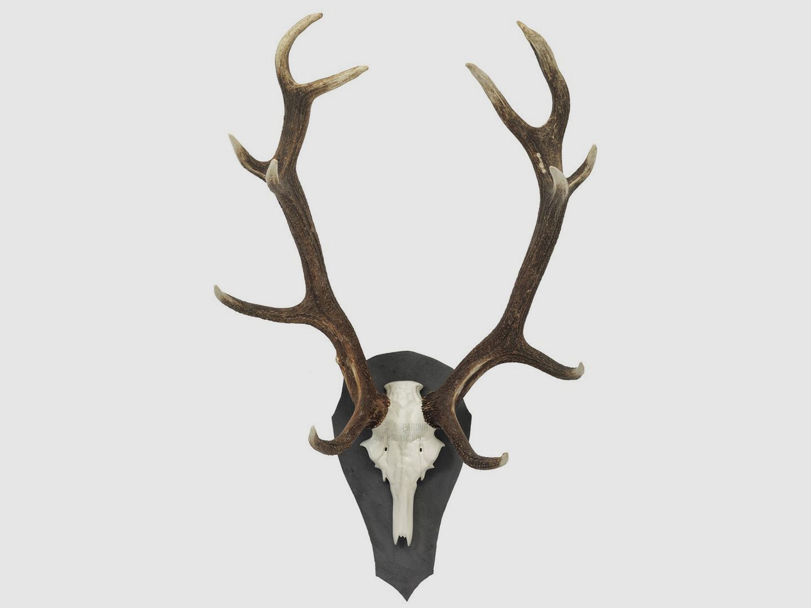Pardur Trophäenschiefer Hirsch LT