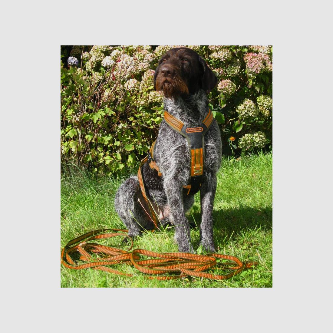 Niggeloh Hundegeschirr Follow – Braun, Bild 2 von 2