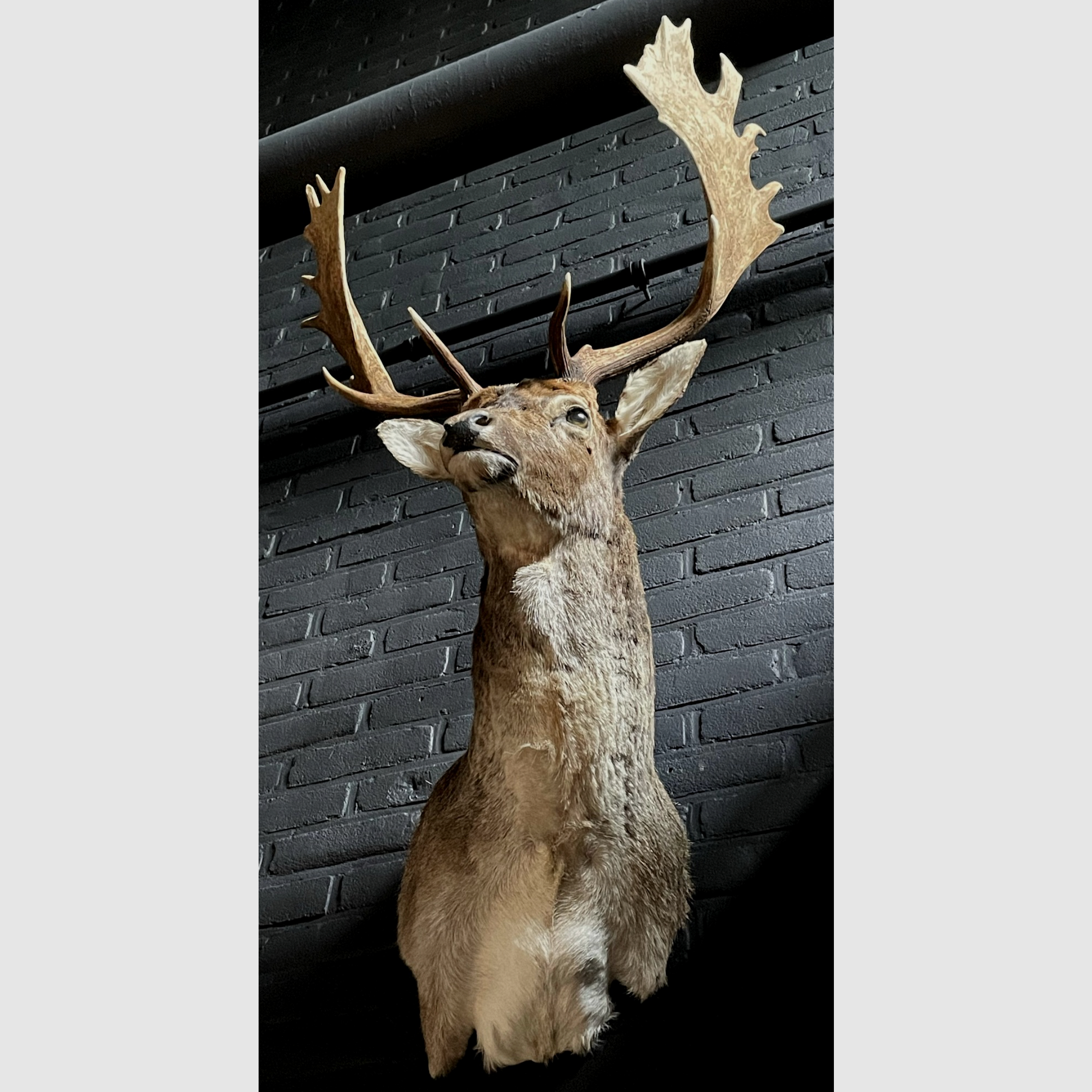 Trophée de taxidermie en montage d’épaule de daim, image 3 sur 3