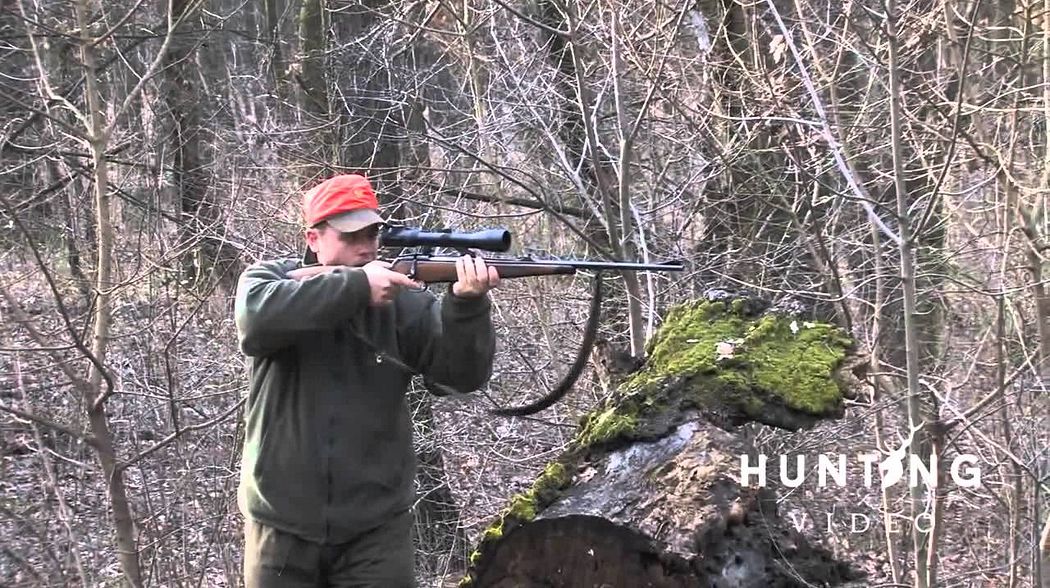 Driven Wild Boar Hunt in Hungary