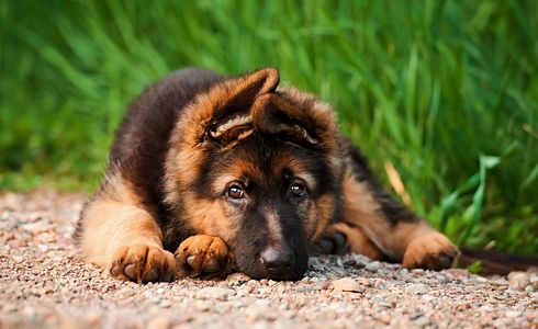 Rasseprofil: Deutscher Schäferhund