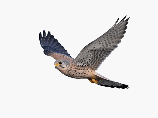 Pegatinas de protección de aves para ventanas halcón
