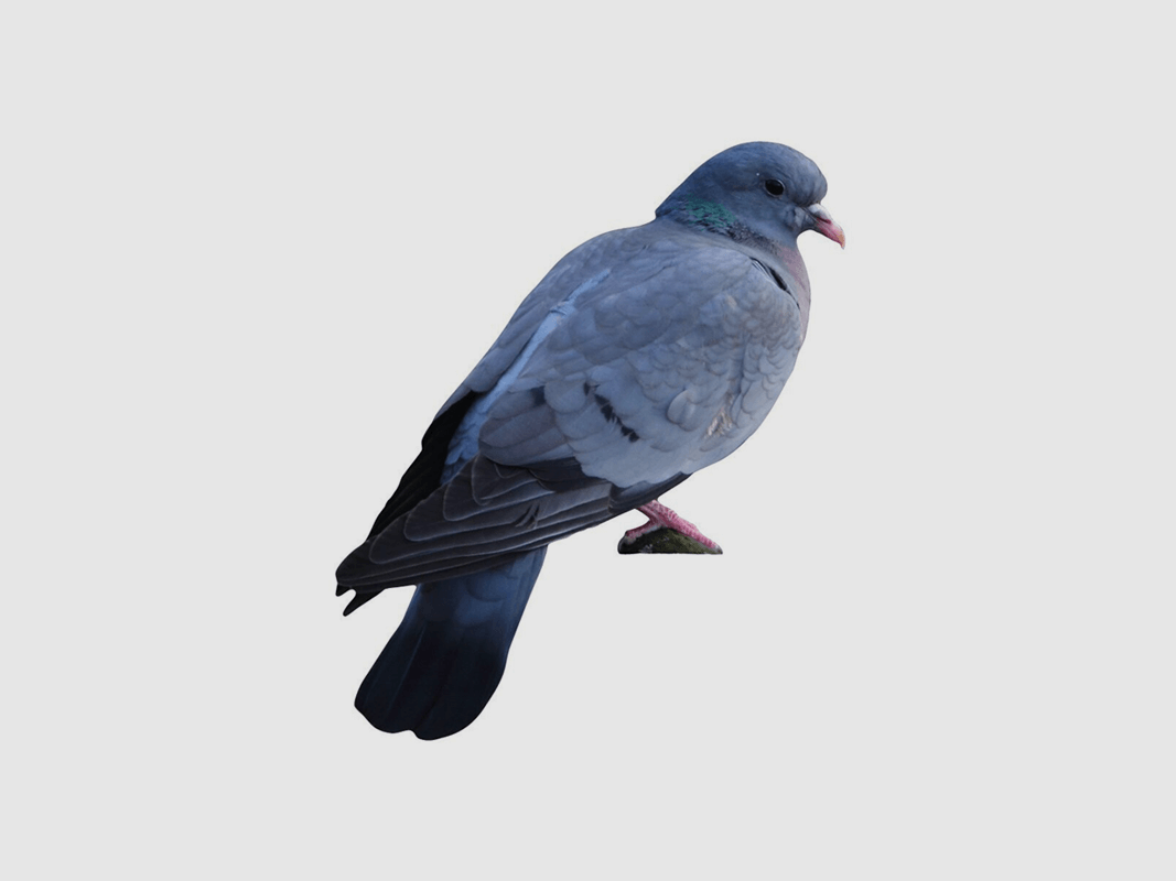 Tieraufsteller Hohltaube