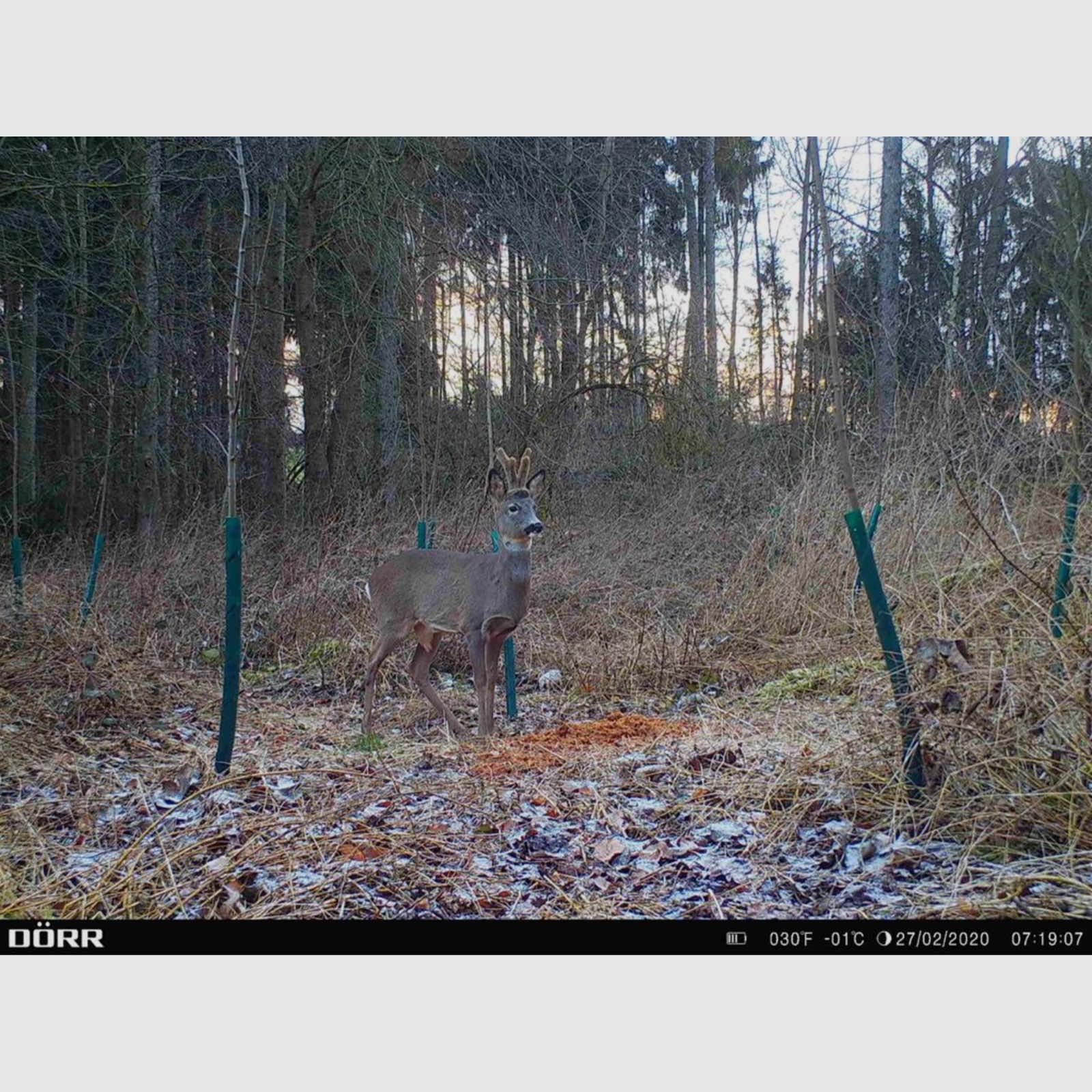 Dörr 204440 Wild und Überwachungskamera SnapShot Cloud 4G