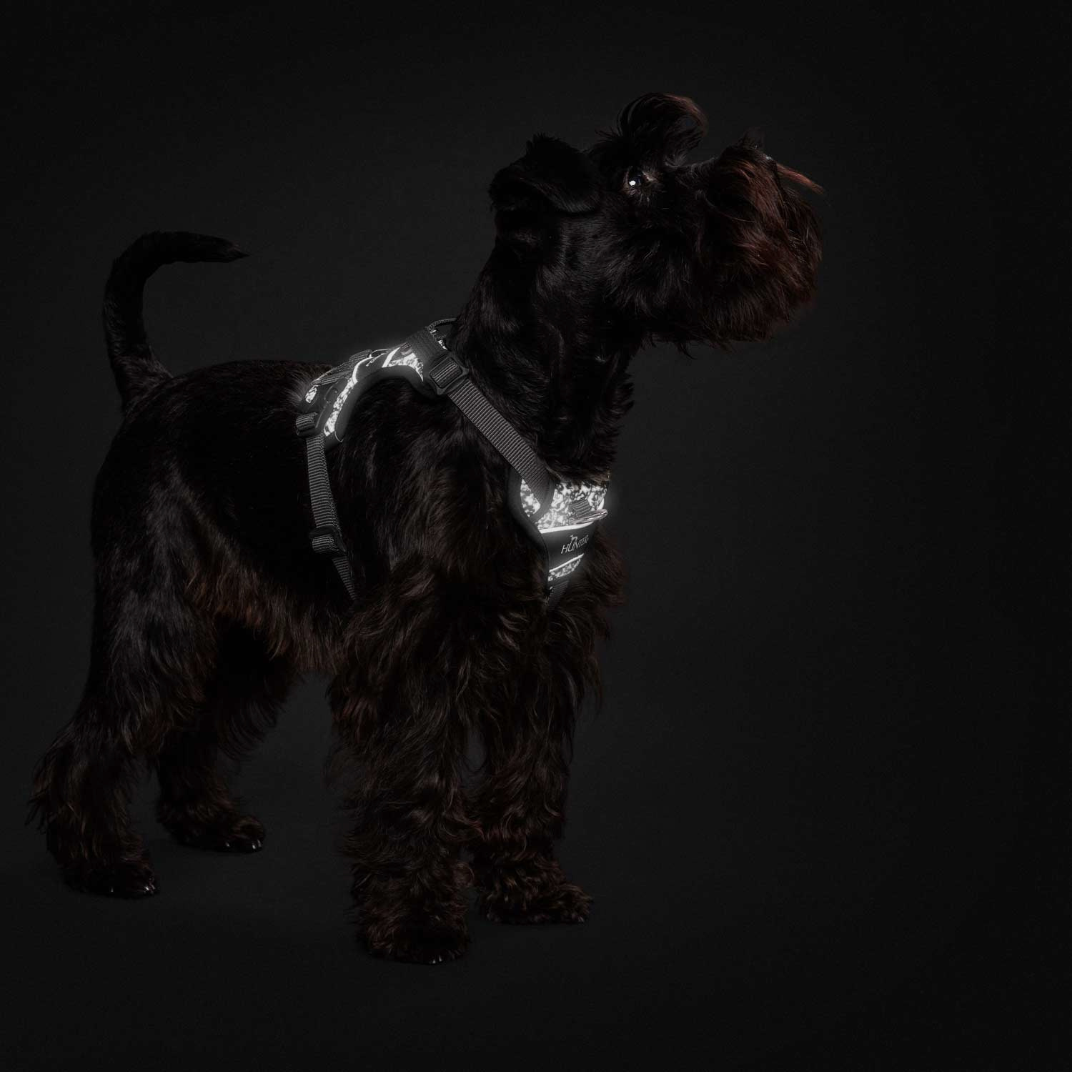 Hunter Geschirr Divo Refelct