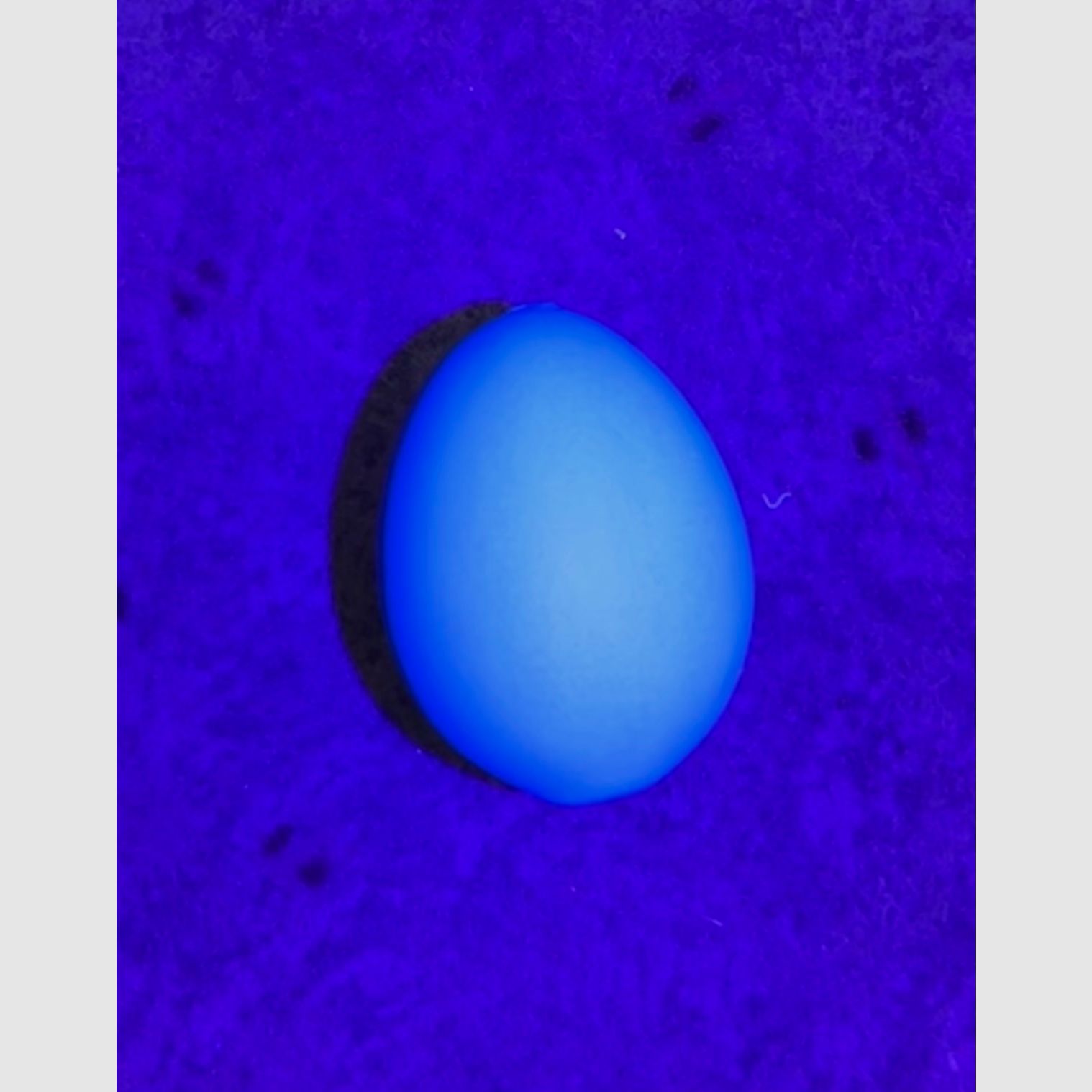 UV-blau fluoreszierendes Lockei Huhn