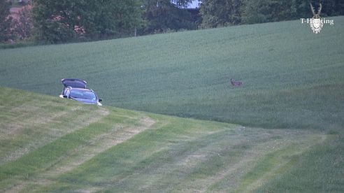 Mai, oh Mai! Bockjagd im Mai 2018 - ein schwerer Start