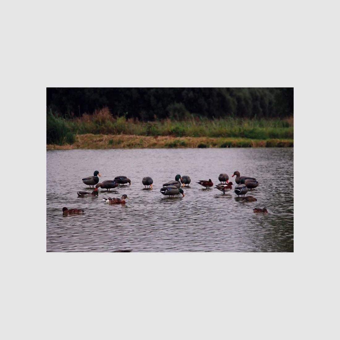 Appelant colvert femelle cou droit sur pied en acier, image 3 sur 4