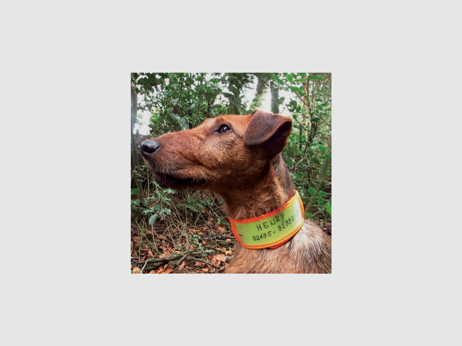 Warnhalsband NIGGELOH Żółty/ Pomarańczowy