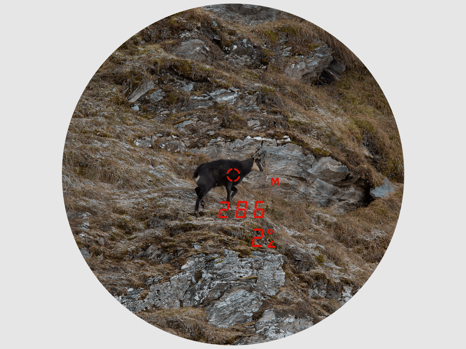 MINOX X-range 10×42 Fernglas mit Entfernungsmesser