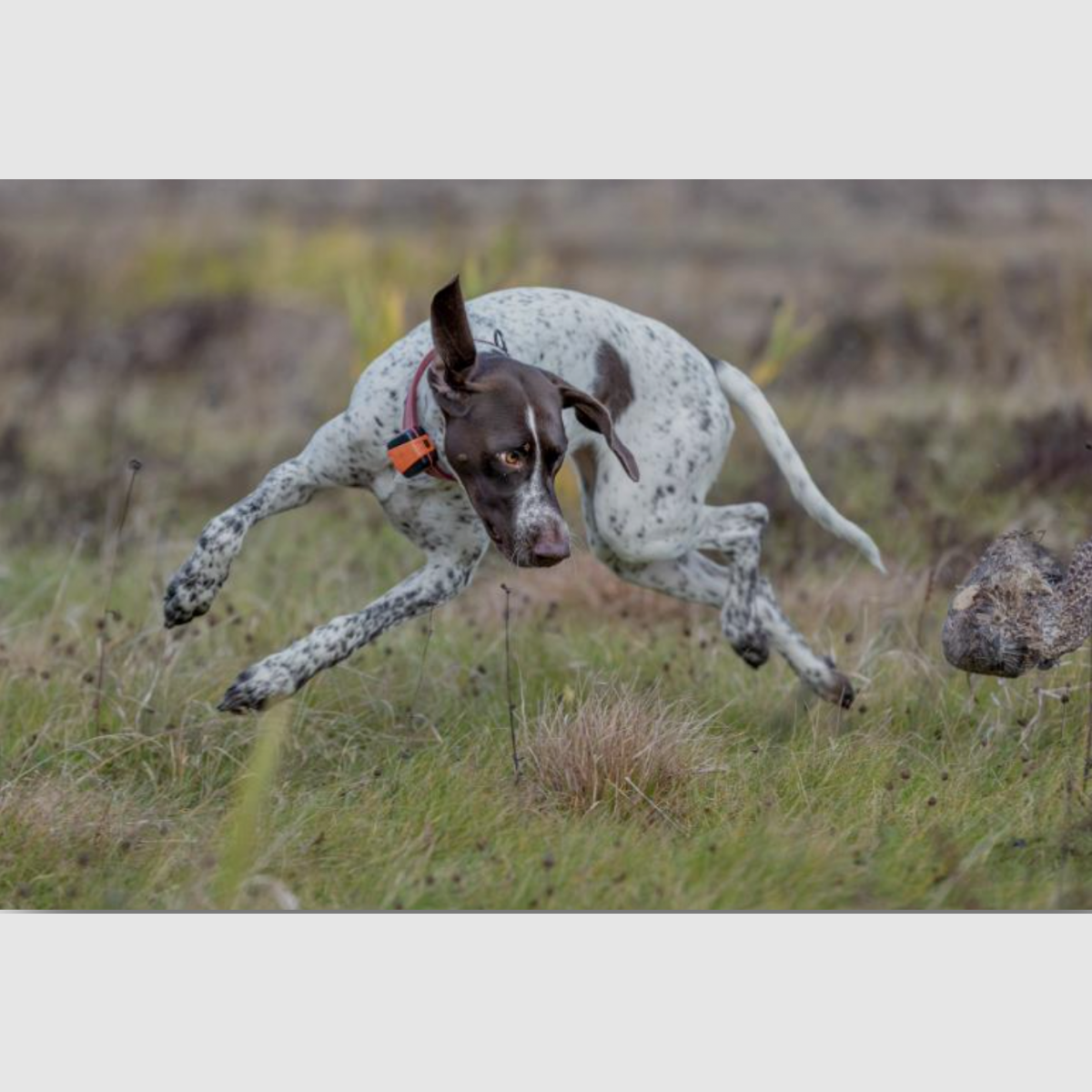 Hundeortung Bark 4G IoT, Bild 7 von 22