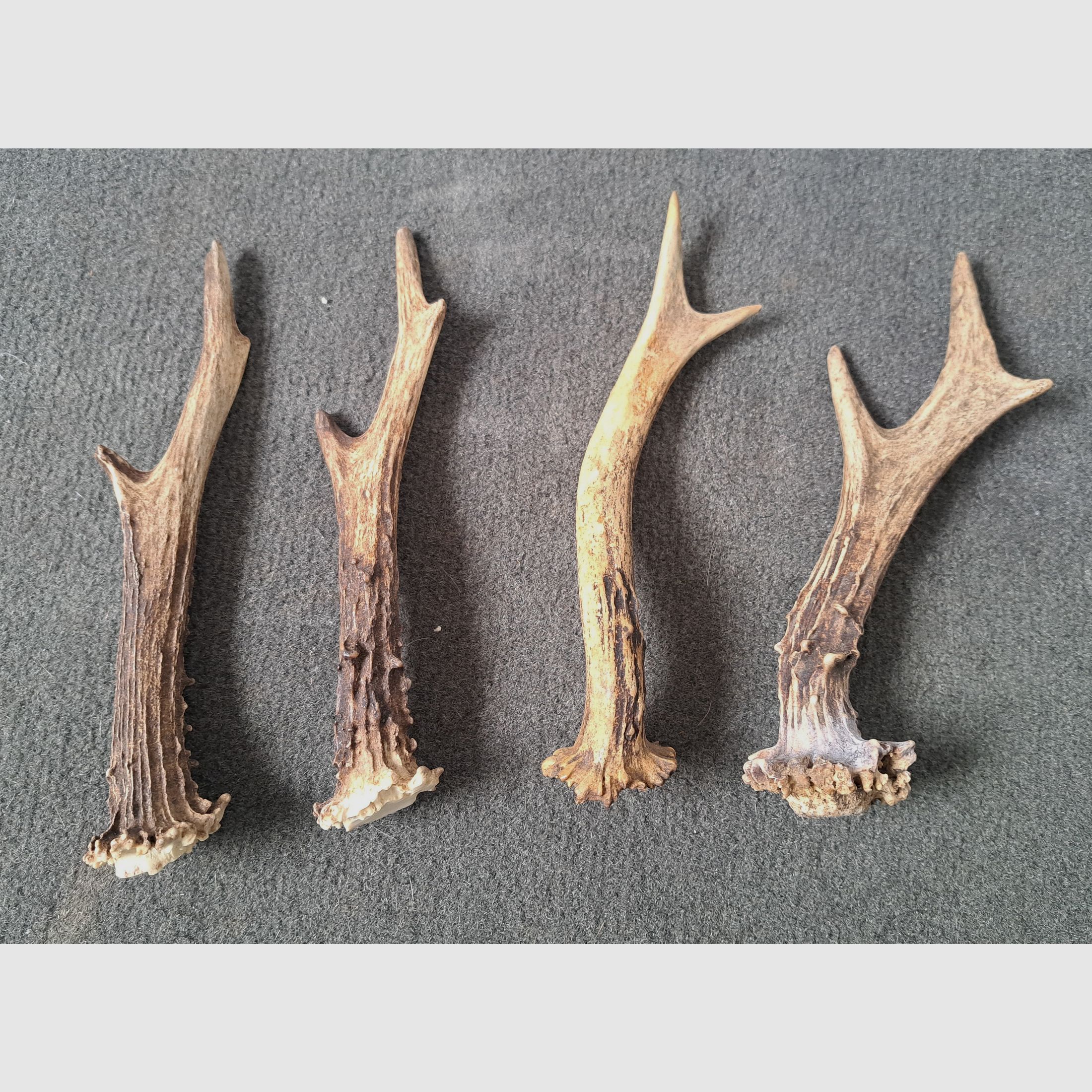 4 pieces of deer antlers