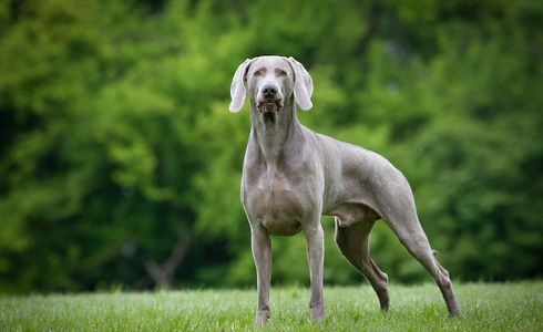Breed Profile: Weimaraner