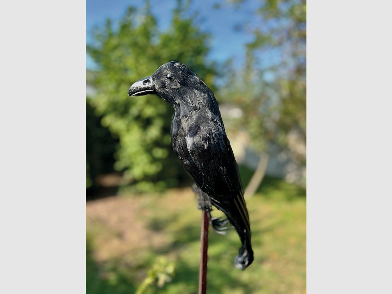 Gevederde kraai