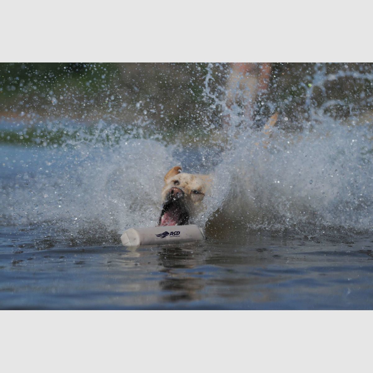 ASD Cane Canvas Bumper 3" Bianco