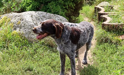 Rasseprofil: Deutsch Drahthaar