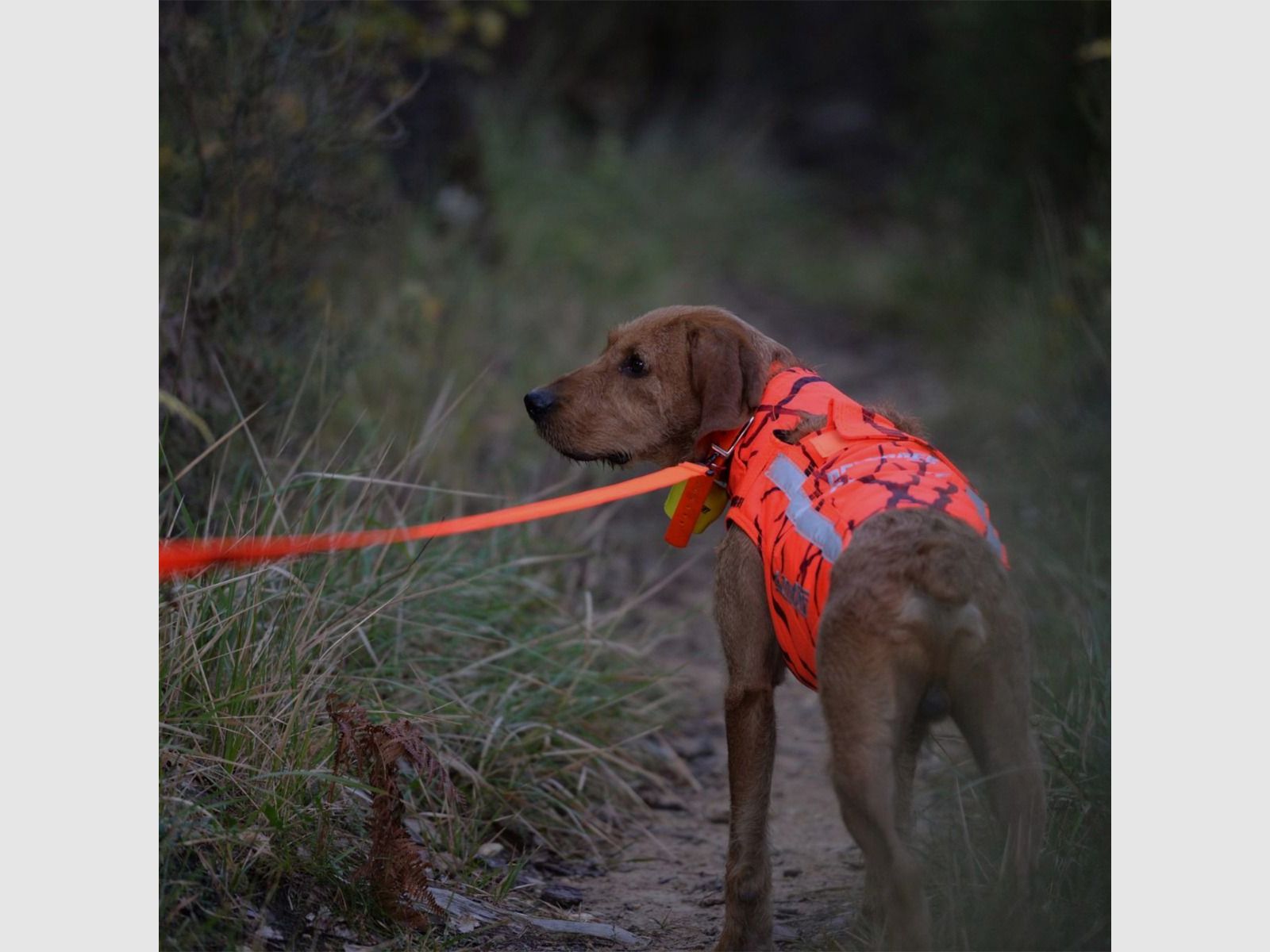 Schutzweste für Jagdhunde Canihunt Protect Defender 2.0, Bild 12 von 18