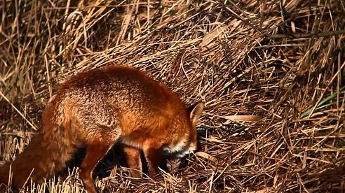 Rotfuchs an der Kirrung.mov