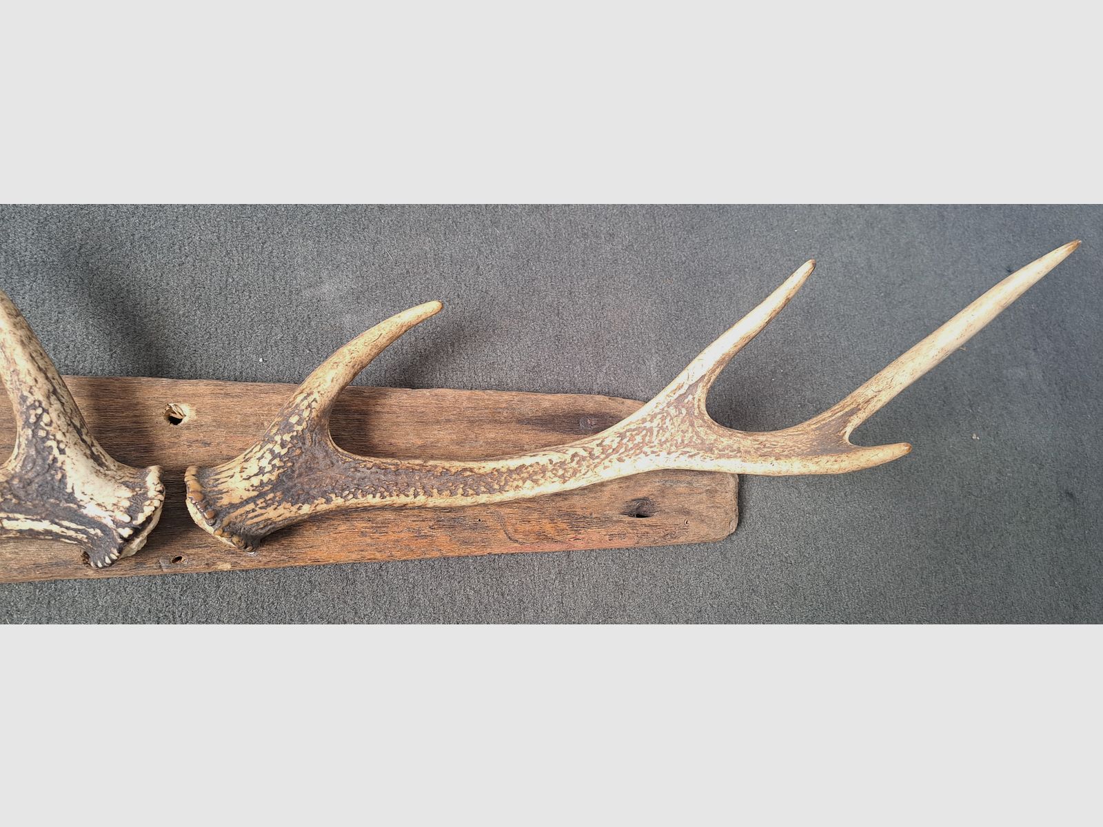 2x Sikawild Abwurfstange Geweih sur bois flotté