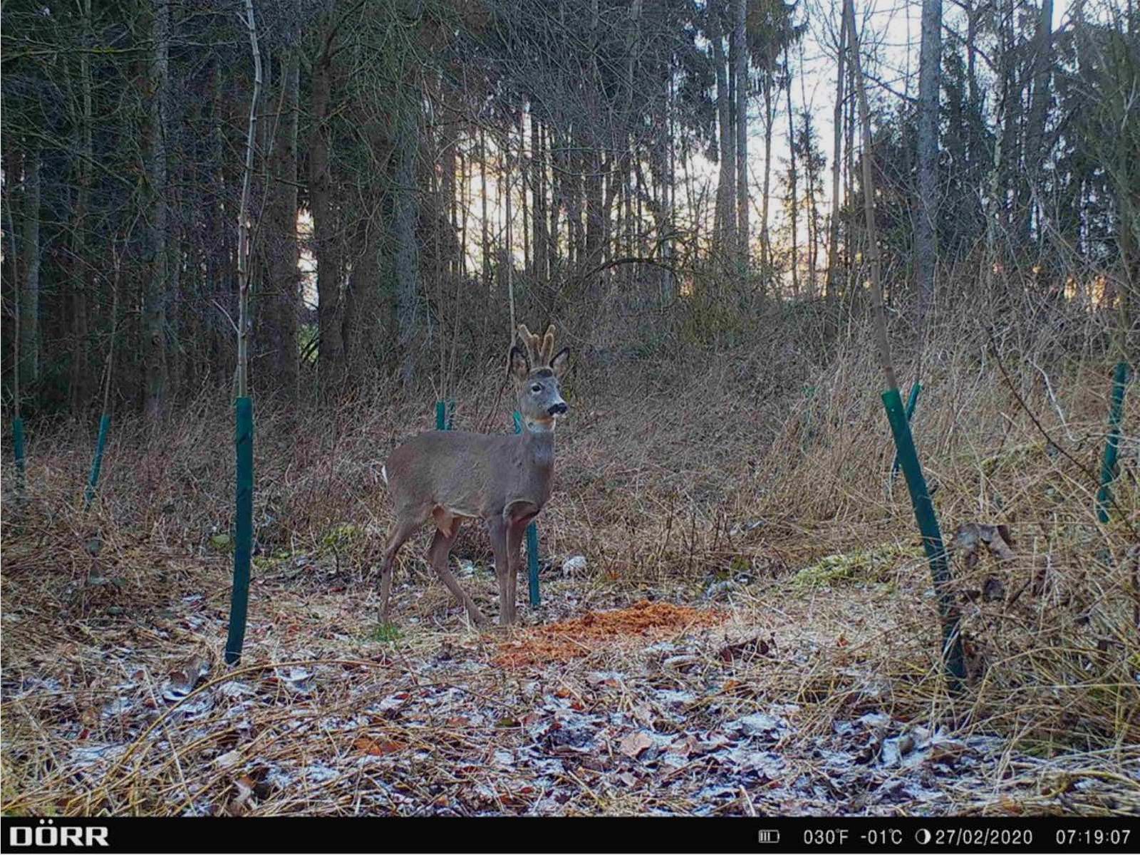 Dörr 204440 Caméra de surveillance et de chasse SnapShot Cloud 4G