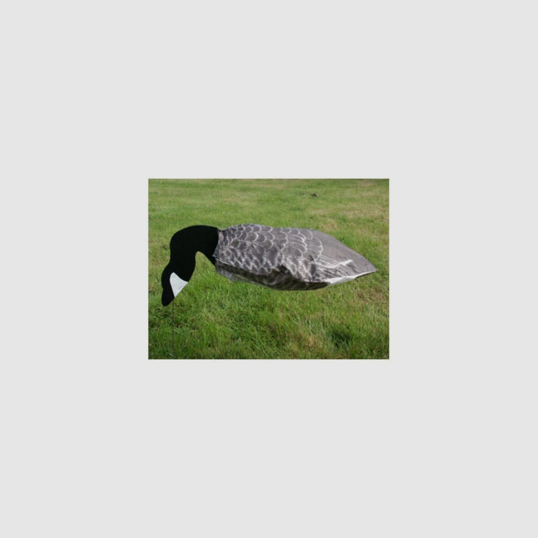 Sillosocks Canada Goose canadese gans standaard 12 stuks, afbeelding 3 van 4
