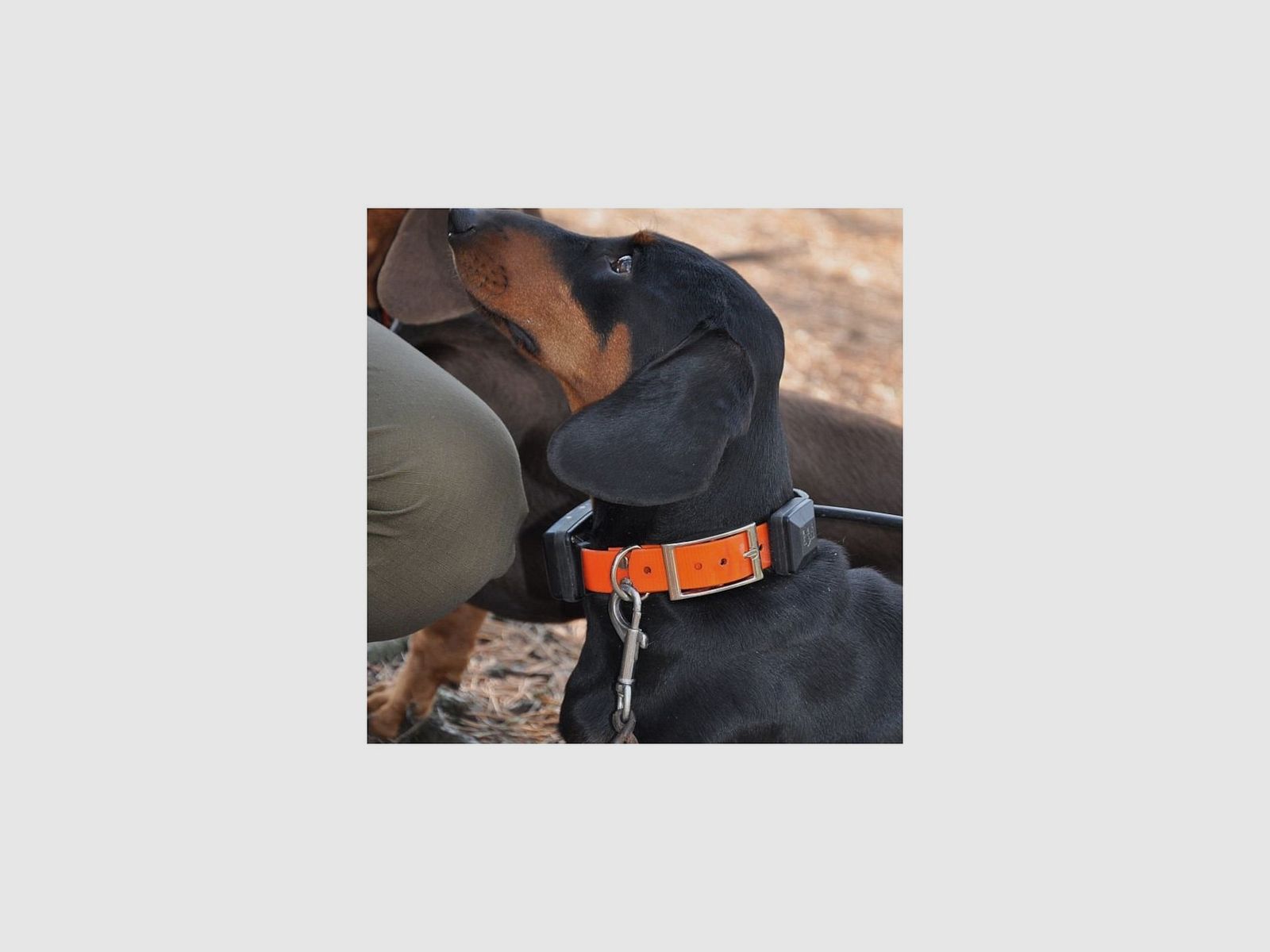DOG TRACE GPS X30 ADDITIONAL COLLAR, image 5 of 9