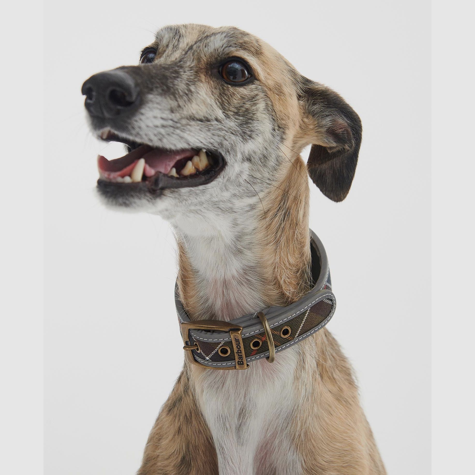 Barbour Lurcher Hundehalsband Tartan