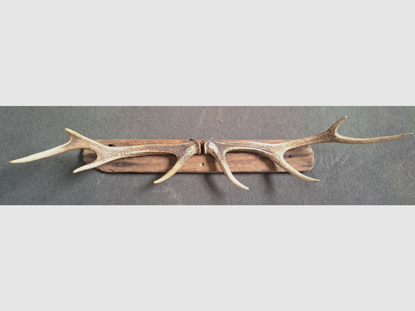 2x Sikawild Abwurfstange Geweih sur bois flotté