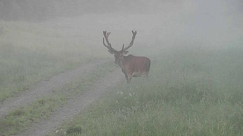 Bockjagd im Mai 2016 mit der Sako Roughtech