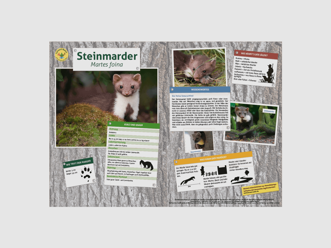 Lernort Natur-Tiertafel DIN A3 Steinmarder