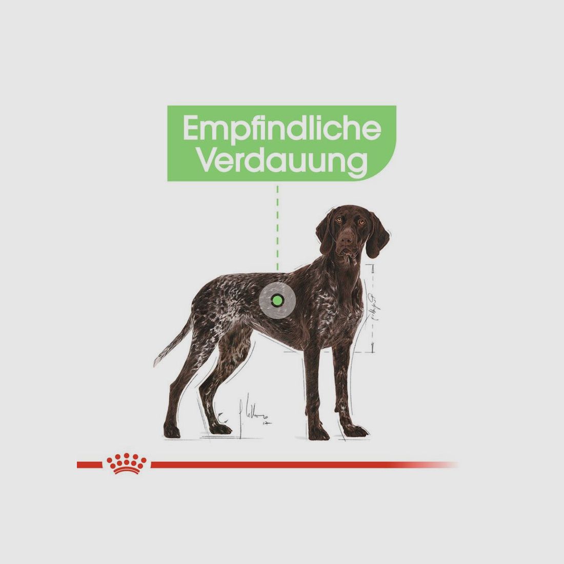 ROYAL CANIN Große Hunde Trockenfutter Digestive Care Maxi für empfindliche Verdauung 12 Kg
