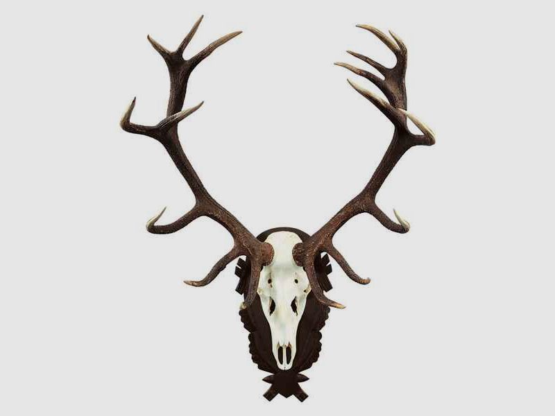 Trophäenschild Hirsch, massiv Eiche dunkel, mit geschnitzter Eichel- und Eichblattverzierung. Innen