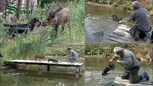 Hunting dog goes fishing - Dackel auf den Fischfang