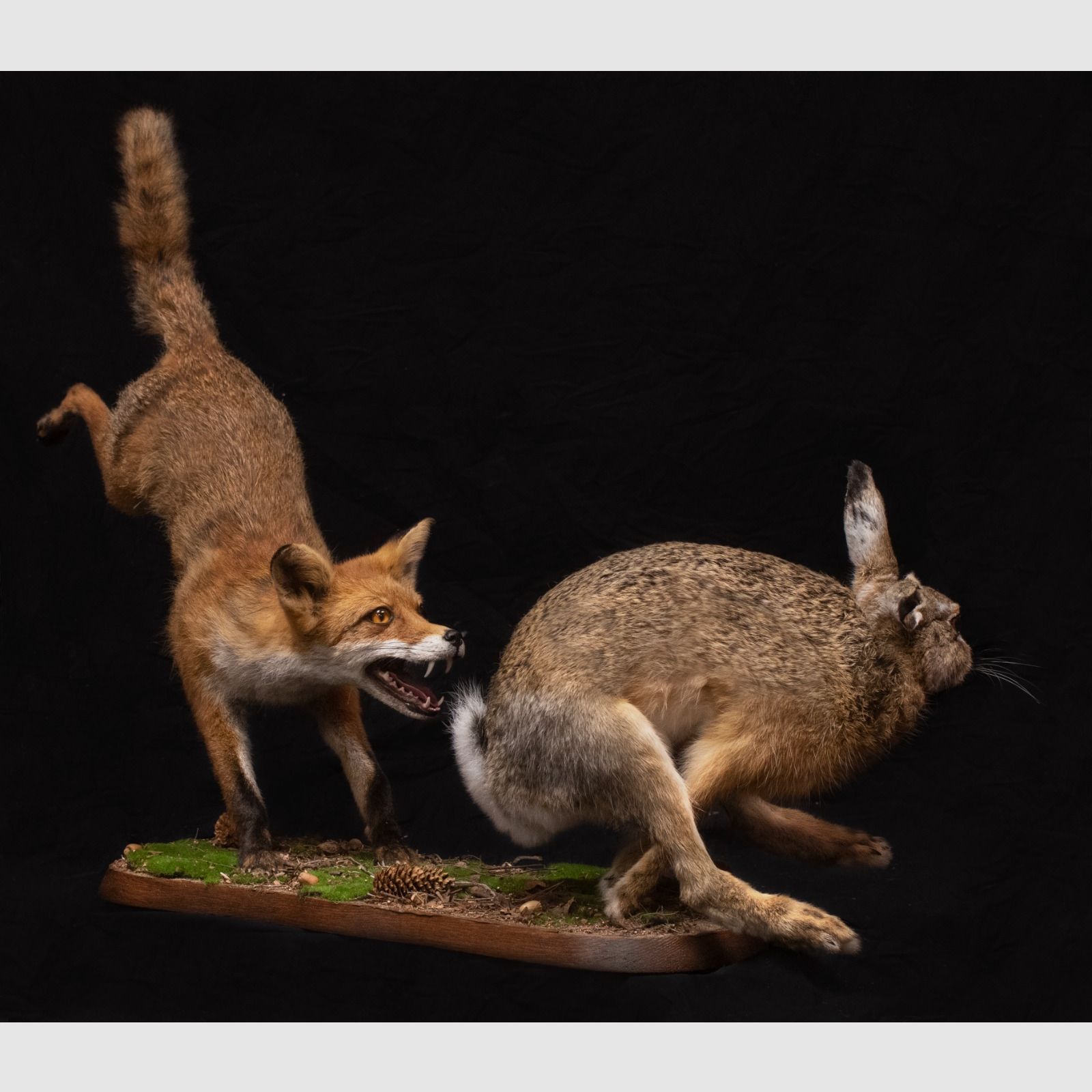 Ausgestopfter Fuchs und Hase, Bild 3 von 3