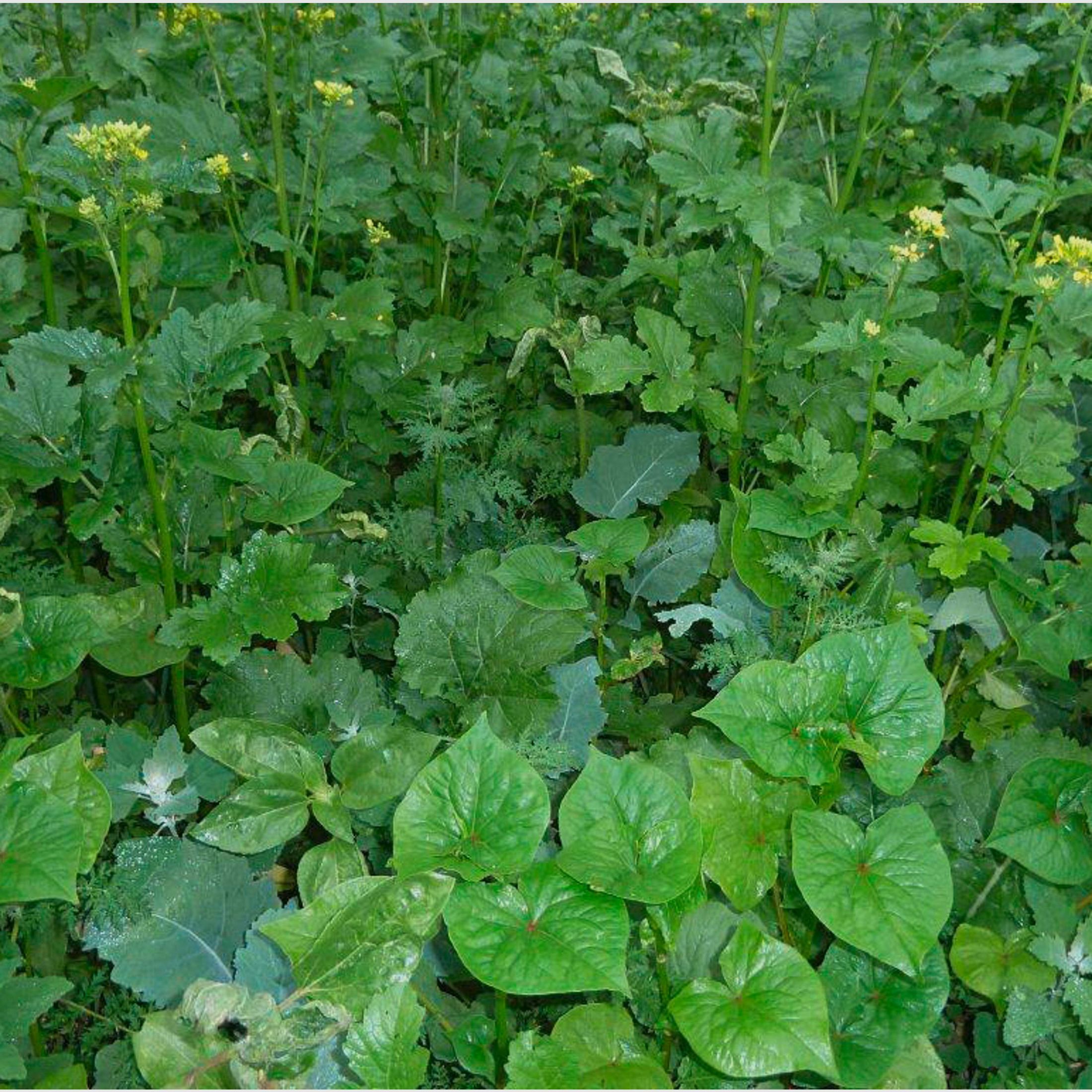 Kiepenkerl miscela di colture di copertura