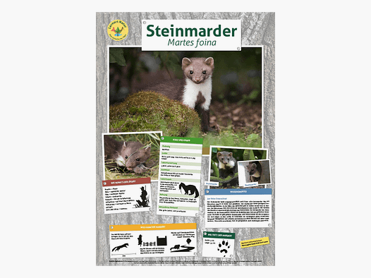 Lernort Natur-Tierposter Marder