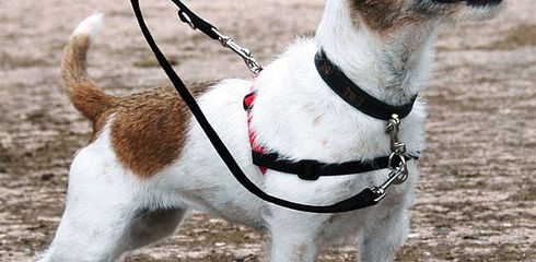 Hundegeschirr oder Halsband?