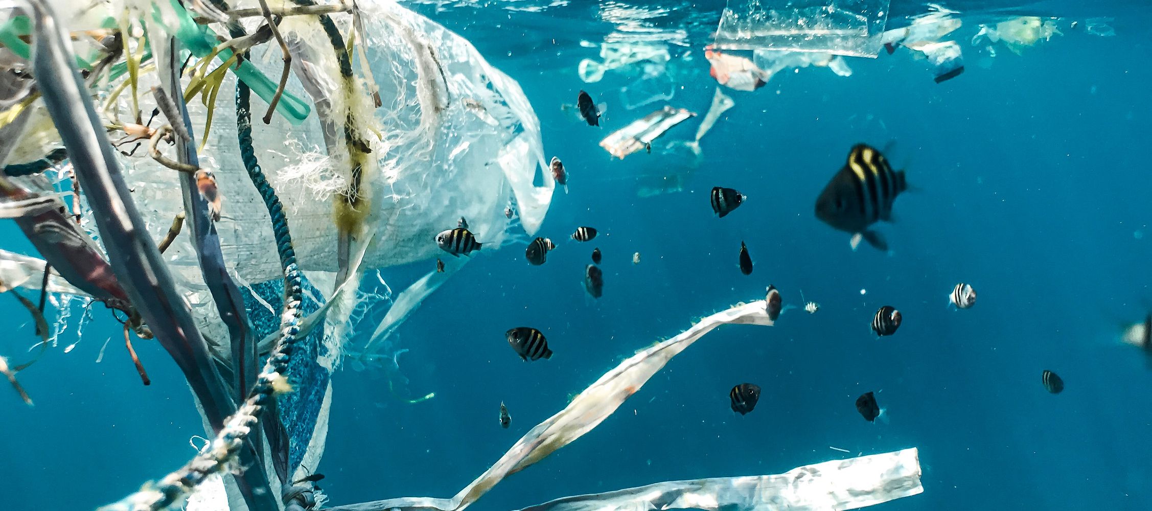 Angelgewässerpflege: Wie man die Umwelt beim Angeln schützt