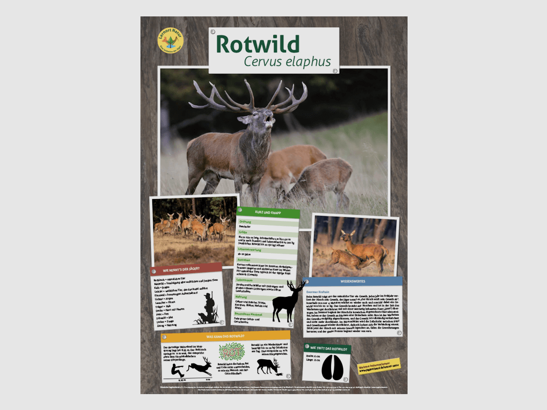 Lernort Natur-Tierposter Rotwild