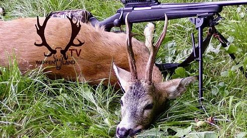 Bockjagd vor der Blattzeit/ Pre Rut Roebuck hunt in Slovenia 2017