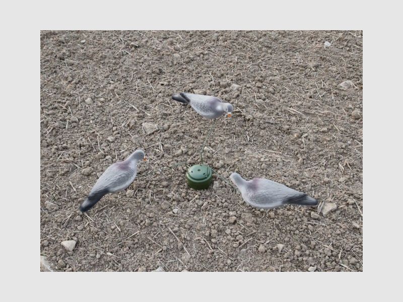 Aimant à pigeons, image 1 sur 4