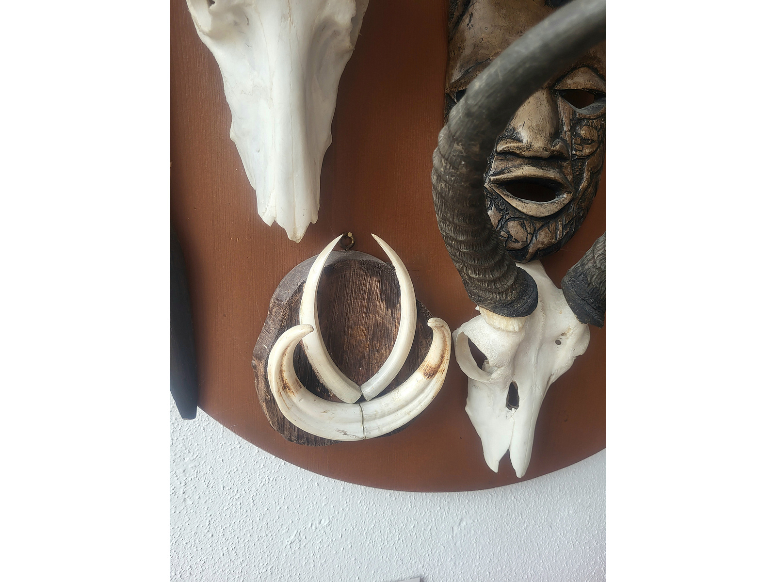 4 südafrikanische Antilopen Geweihe