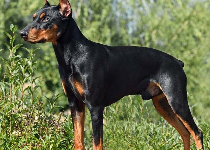 Rasseprofil: Deutscher Pinscher
