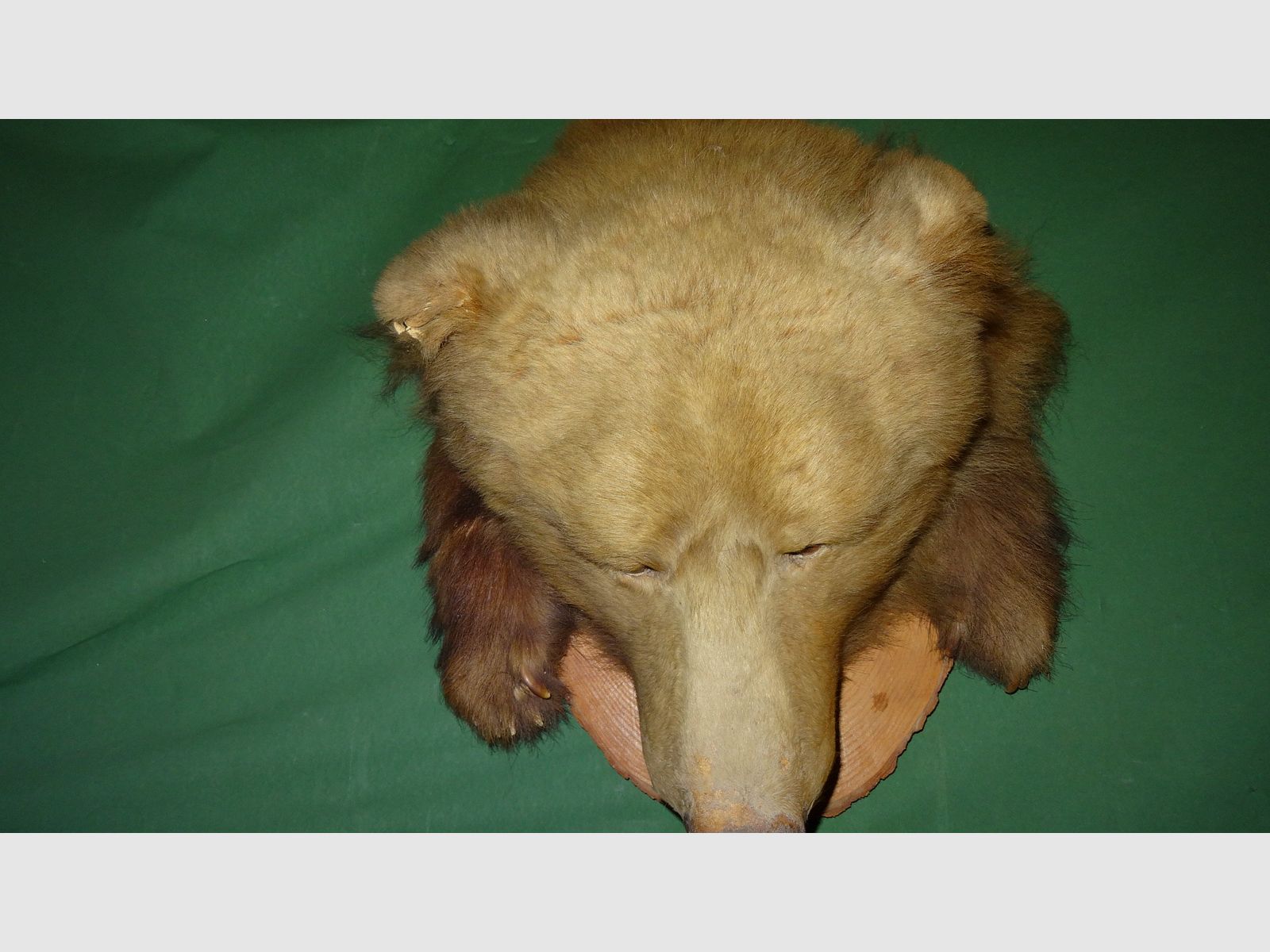 Cabeza de oso, trofeo, preparación como herencia, años 80, decoración