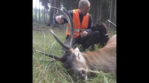 Hannoversche Schweisshunde Nachsuche Hirsch