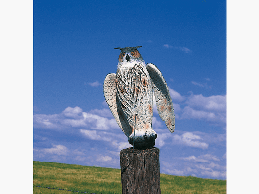 Hüttenuhu mit beweglichen Schwingen
