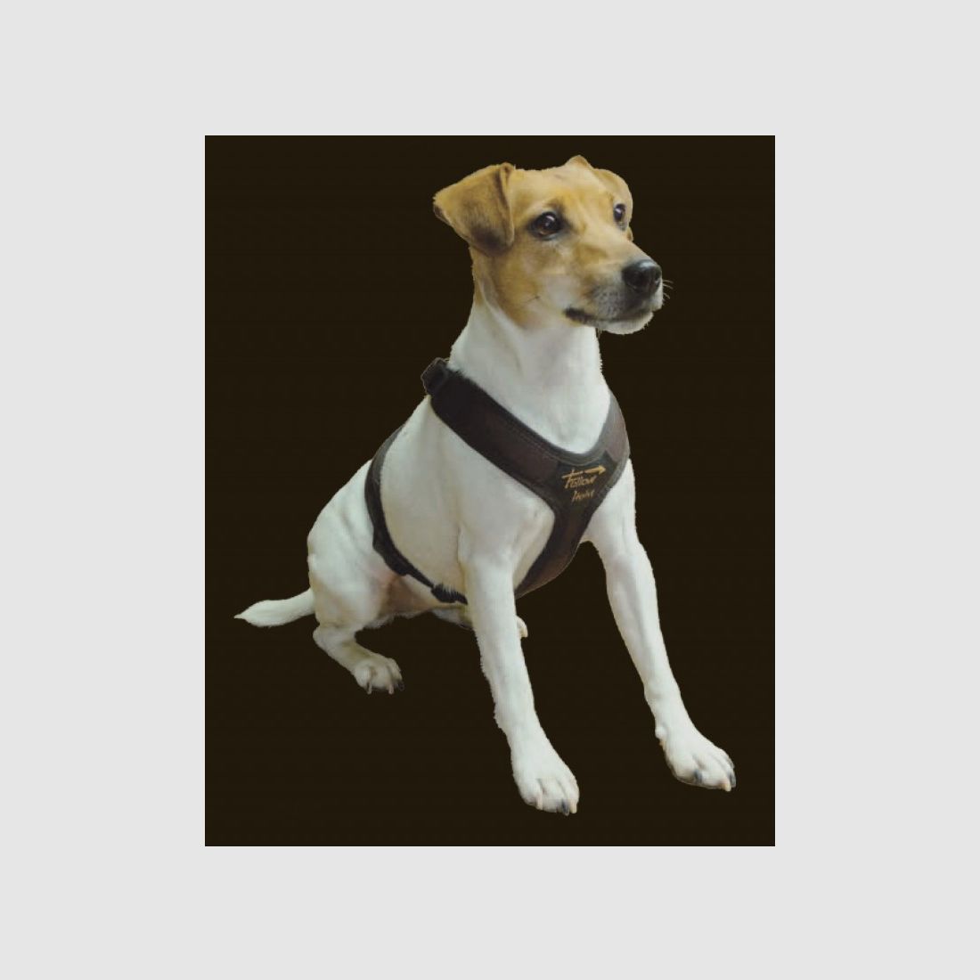 Follow light voor kleinere honden, afbeelding 3 van 7