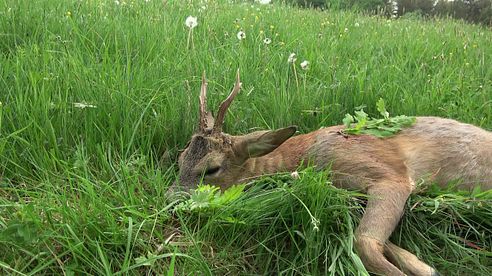 Bockjagd in der Eifel