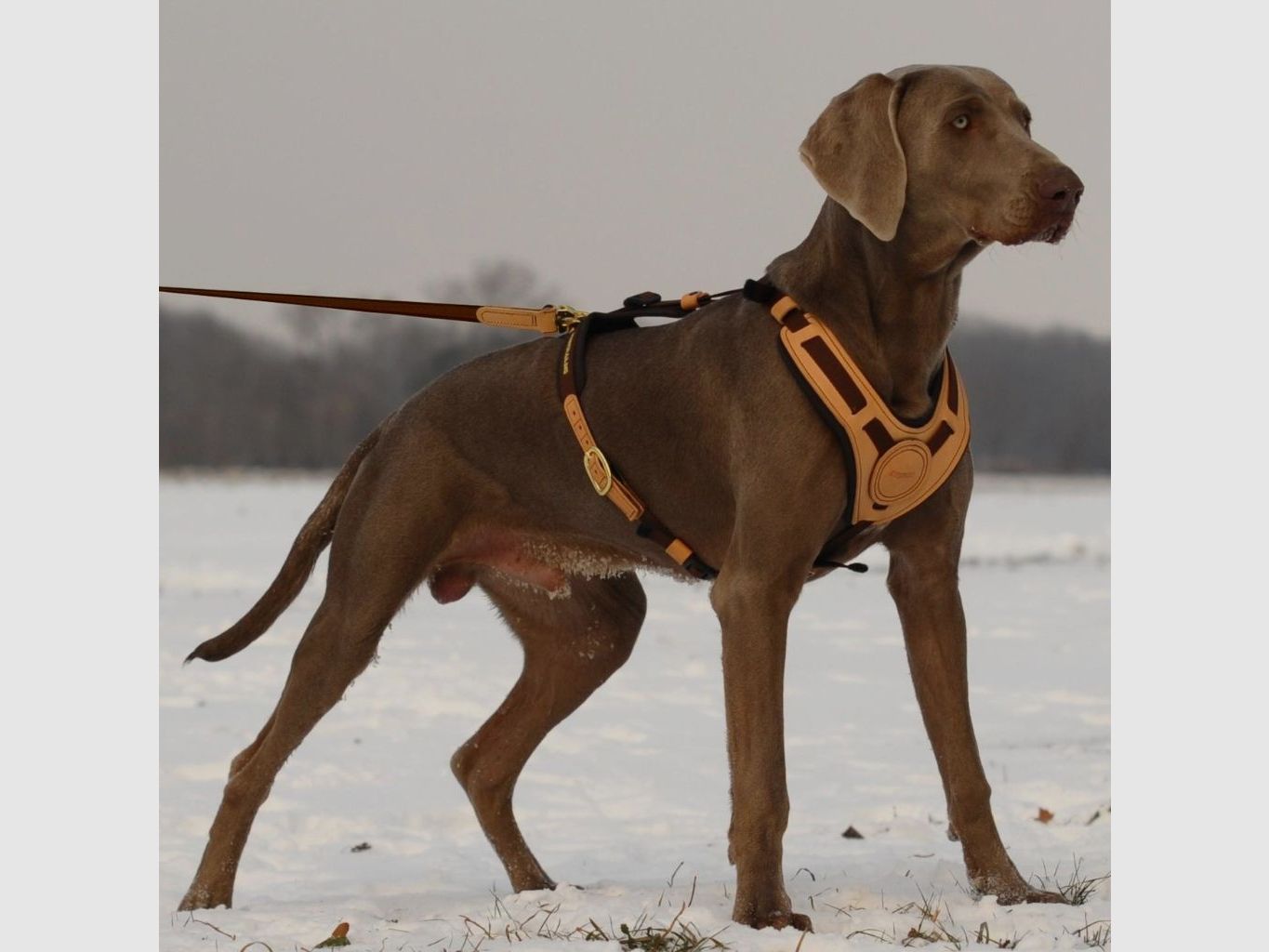 Harnais pour chien Niggeloh Mantrailing (S-M), image 3 sur 5